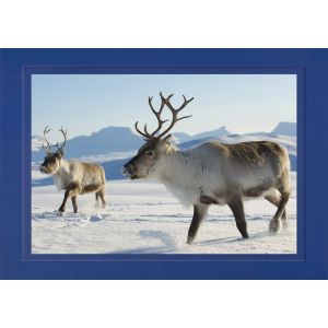 Artikel-Nr. 970-8316