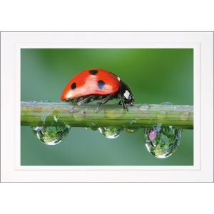 Artikel-Nr. H-625-1005